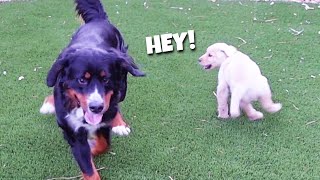 Bernese Mountain Dog Refuses To Play With Puppy