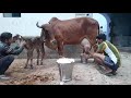गुजरात कि गिर गाय GirCow  Aravali Dairy Farm(aamir)....(only whatsapp 9983954391)