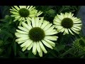 Best Perennials - Echinacea Green Jewel (Coneflower)