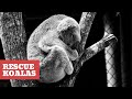 Rescue Koalas from fire in Australia