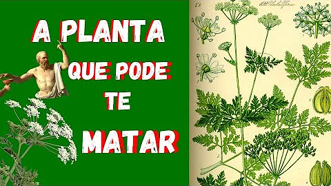 O que é cicuta filosofia?