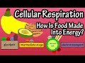 The Energy Conversion Journey in Cellular Respiration