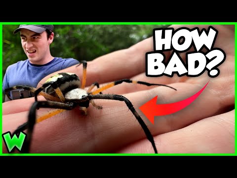 Video: Biter trädgårdsspindlar?