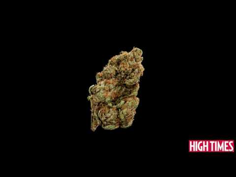 High Times Medical Cannabis Cup Entries Are In!