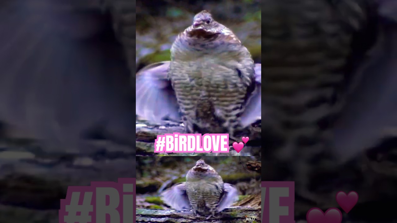 BIRD DRUMMING FOR LOVE Ruffed 