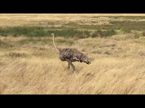 Tanzania August 2017