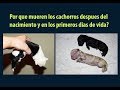 #Porque te vas. ¿De qué mueren los cachorros recién nacidos?