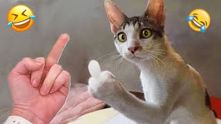 Попробуй не засмеяться 🤣 Самые смешные видео о кошках и собаках года 😹🐶 Часть 12