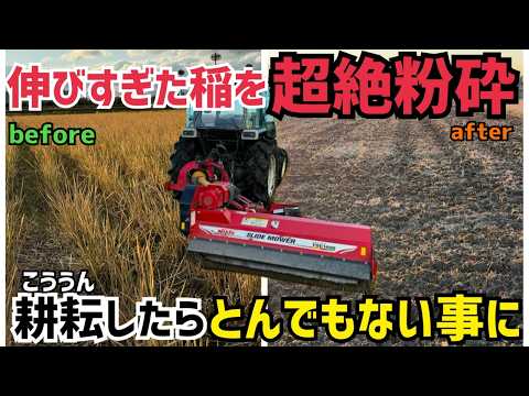 Thorough verification] After harvesting the rice, I crushed the