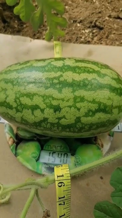 Арбуз Гигант-Каролина кросс🍉.Обзор 13.07.24 #арбузы #arbuz_sloboda# ...