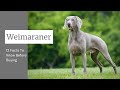 Weimaraner Dog Breed: 12 Facts To Know Before Buying