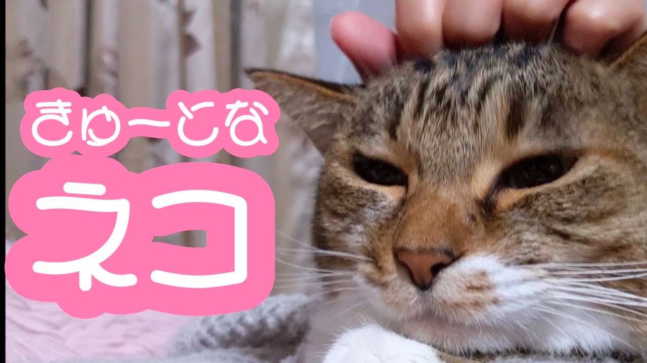 お友達を紹介 可愛すぎる猫 猫かわいい 猫のいる生活 動物がかわいいyoutube動画はここだ お友達を紹介 可愛すぎる猫 猫かわいい 猫のいる生活 動物がかわいいyoutube動画はここだ