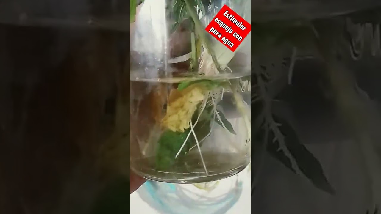 clonar weed!!!pura agua!sin enraizador