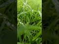 100 Nature Moments | Moment #18 – Beautiful Raindrops 🌧️💧 #shorts#youtube