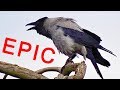 Crow Hunting EPIC