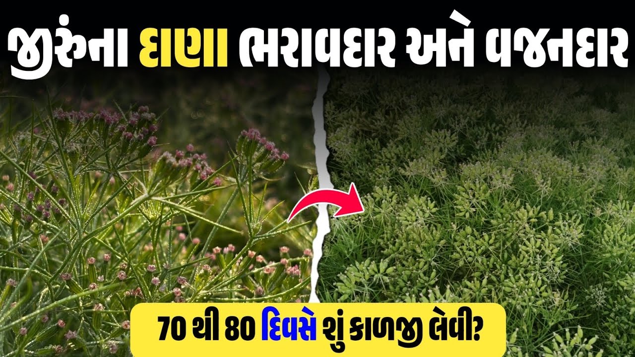 જીરુંમાં દાણા ભરવાની અવસ્થાએ કરો આ ૨ ખાસ કામ, ઉત્પાદન જોઈ ચોંકી જશો! #જીરું #ખેતી 