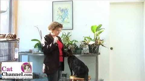 Cat Clicker Training Lesson 4: Shake/High Five - CatChannel.com