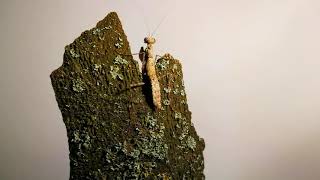 Gimantis Sp Tajlandia Opis Warunków Hodowli