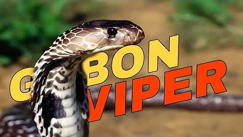 Gabon Viper Ular Berbisa dengan Taring Terpanjang di Dunia