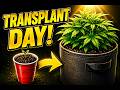Transplant Day! Solo Cup to Fabric Pot — Will They Survive? | Unorthodox Grower Ep. 2