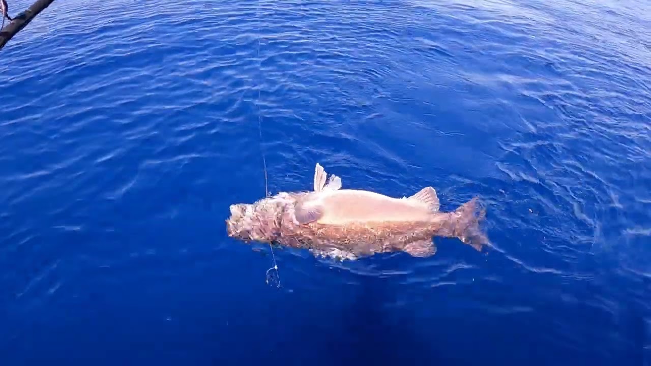 Hapuku solo in perfect conditions