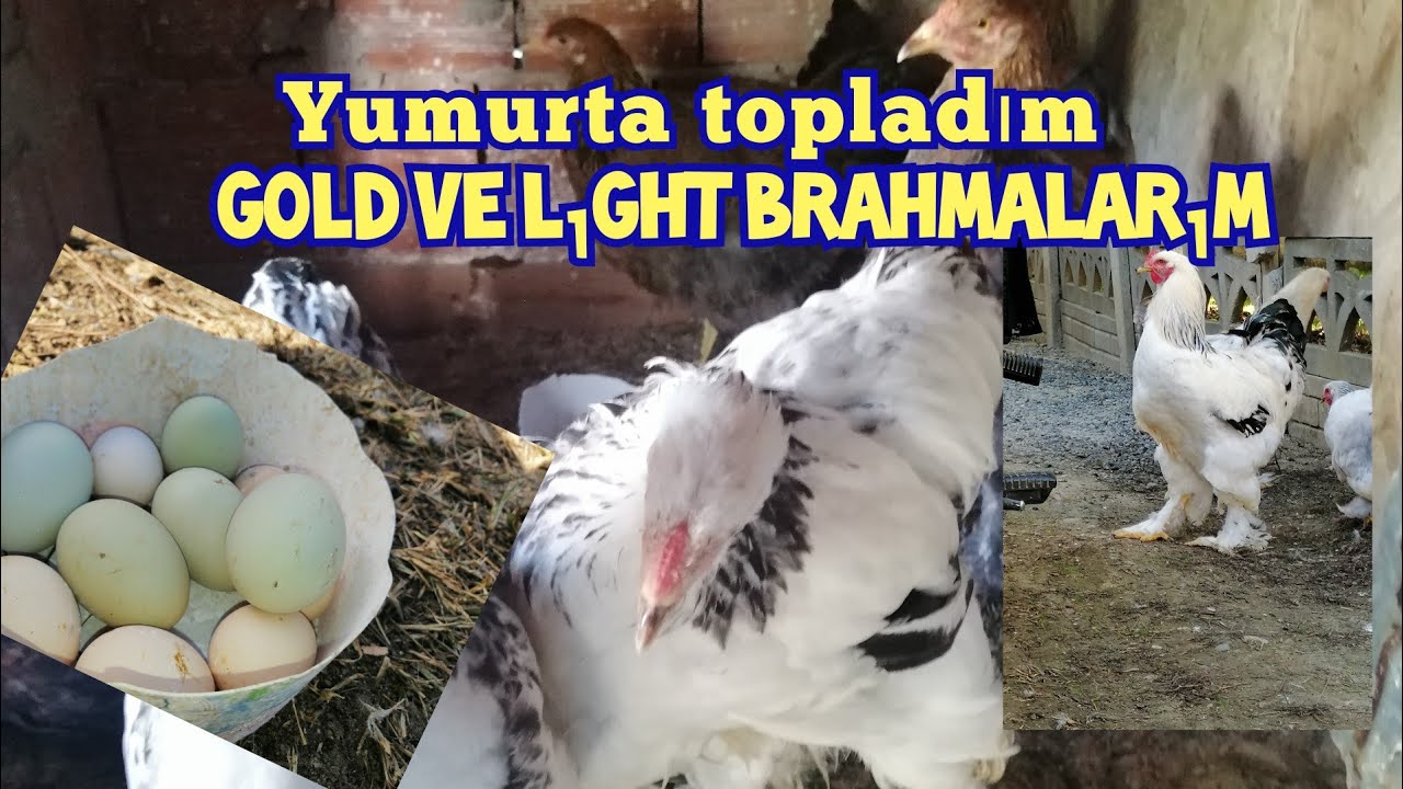 Lıght ve  Gold brahmalarım yumurta topladım 🧿
