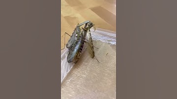 Female mantis eating the male after mating 😳