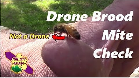 Beekeeping:  DRONE BROOD MITE CHECK
