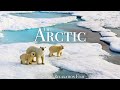 The arctic 4k  scenic wildlife film with calming music