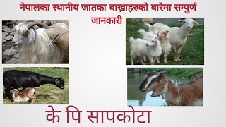 Indigenous breeds of the goat of Nepal (नेपालका स्थानिय जातका बाख्राहरु)