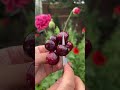 #Cherry #cuttingskills #fruitcutting #cuttingart #supersalad #satisfying #shorts