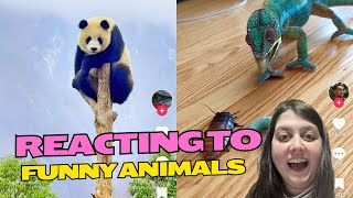 Reacting to the Funniest Animal Videos Online