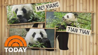 The 3 pandas at the National Zoo are heading back to China today