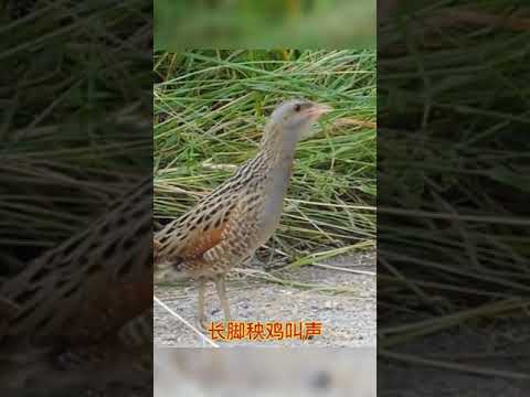 فيديو: Bird corncrake (dergach): الوصف ، الصورة