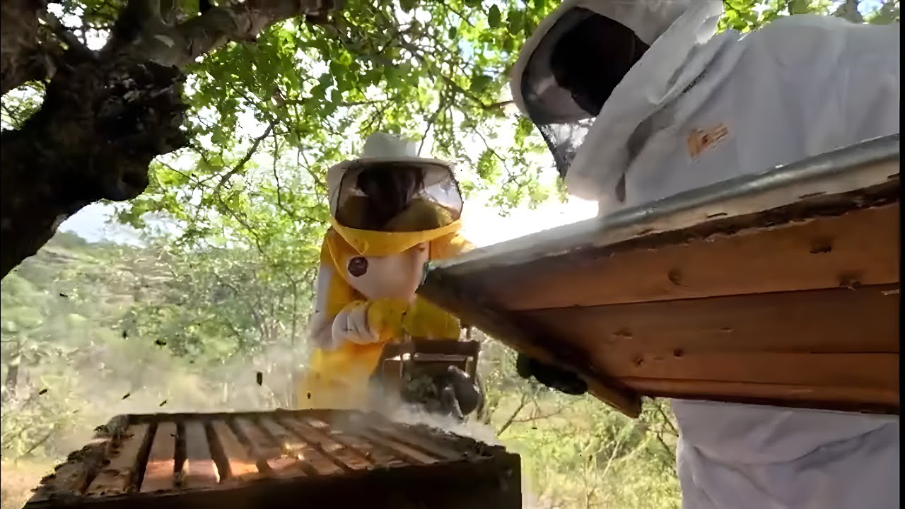 ✅MEL DO SERTÃO DO PIAUÍ É PRODUTO PREMIUM INTERNACIONAL - GLOBO RURAL🐝