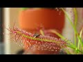 Drosera Capensis (Cape Sundew) Eating A Fruit Fly (High Quality/HD Time Lapse)