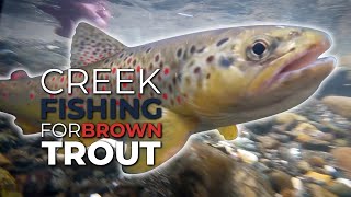 Creek Fishing For Brown Trout