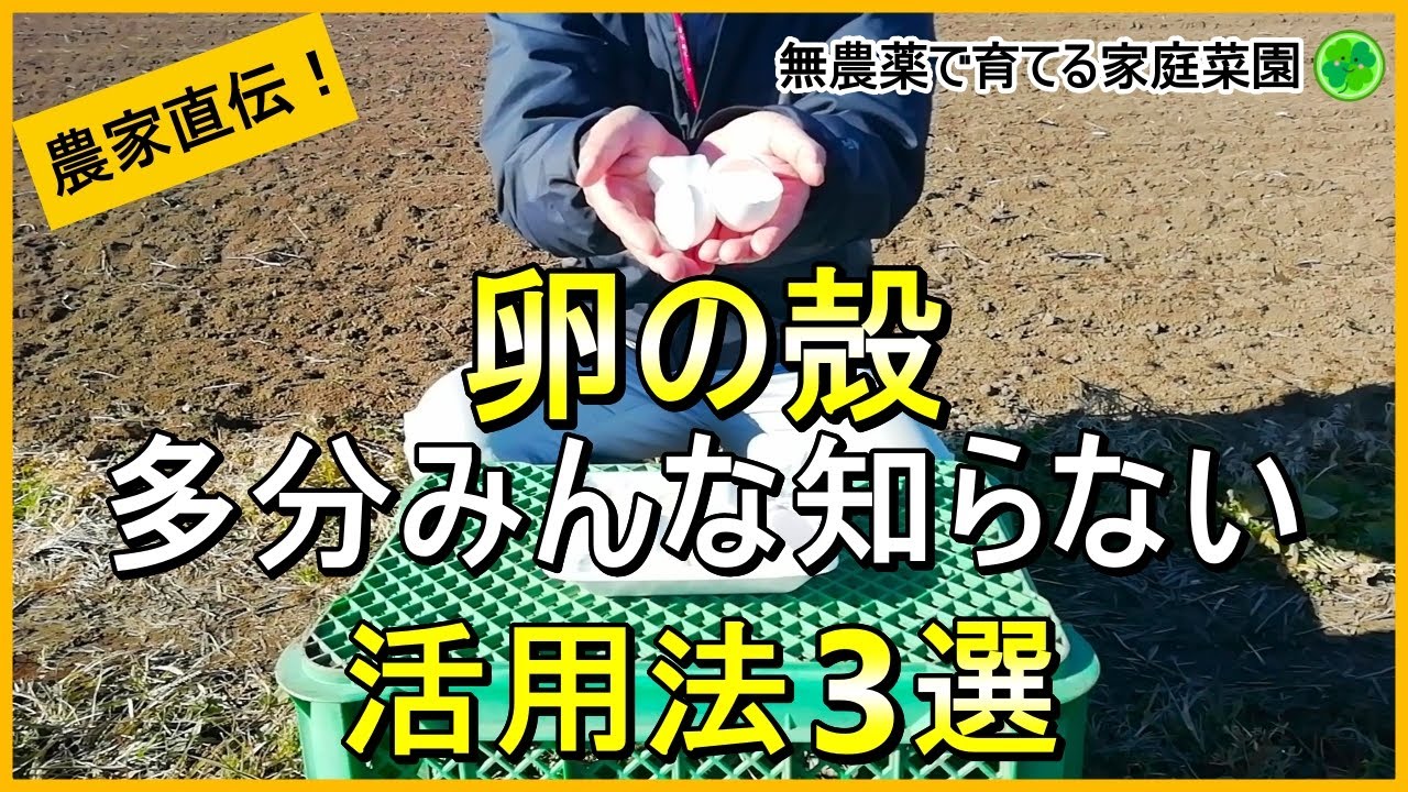 【卵の殻は捨てないで】肥料だけじゃない！３つの活用法を解説【有機農家直伝！無農薬で育てる家庭菜園】　24/12/28