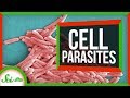 6 Parasites That Live INSIDE Cells