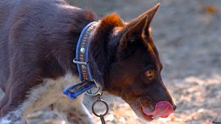 Karadeniz Zerdavası - Askaroz Deresi (With Her Backcrossed Offspring To Belgium Malinua)