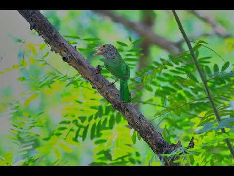 Canto do barbichas-raiado | Pássaros Org