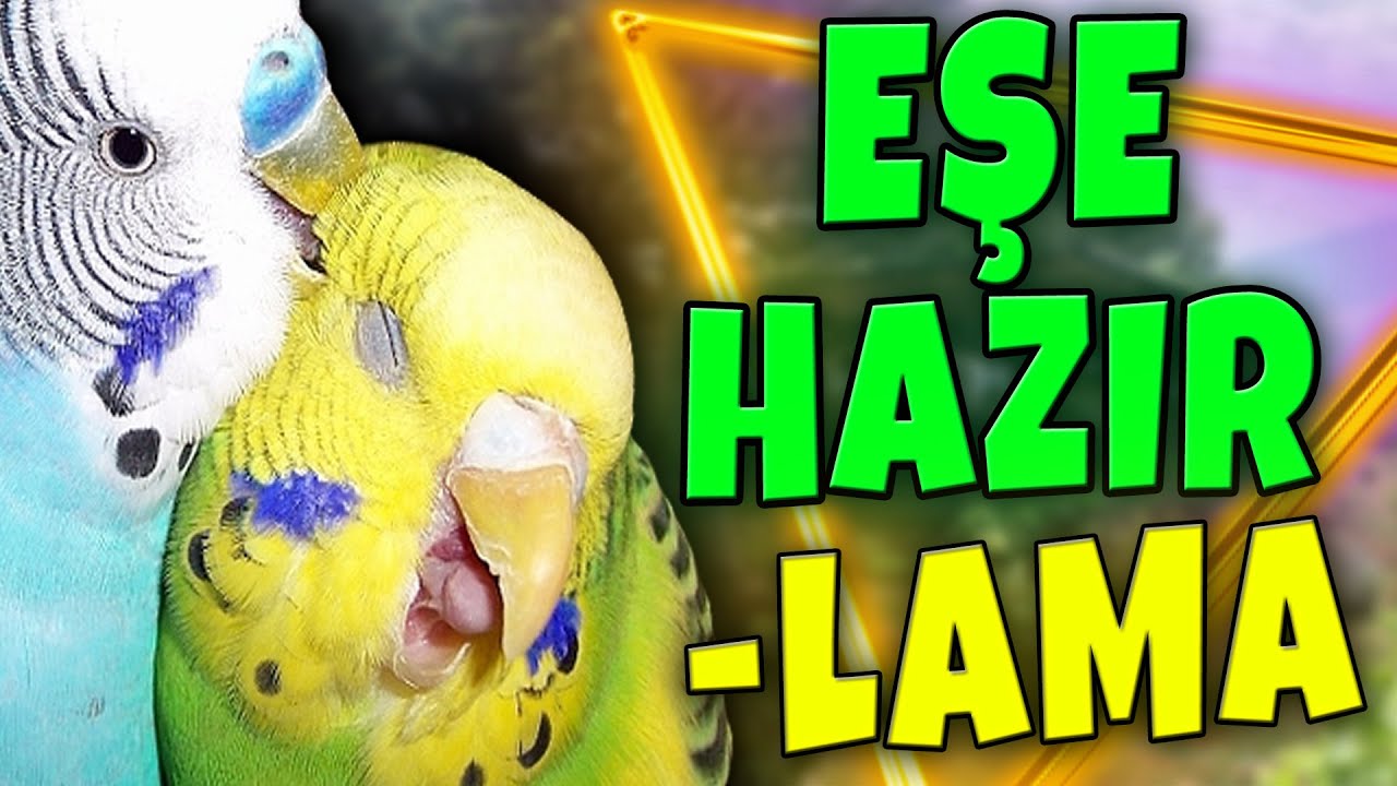 ERKEK VE DİŞİ MUHABBET KUŞUNU EŞE HAZIRLAMA ! ÖNEMLİ BİLGİLER