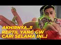 AKHIRNYA REPTIL FAVORITE DATANG KE RUMAH JOGLO..!