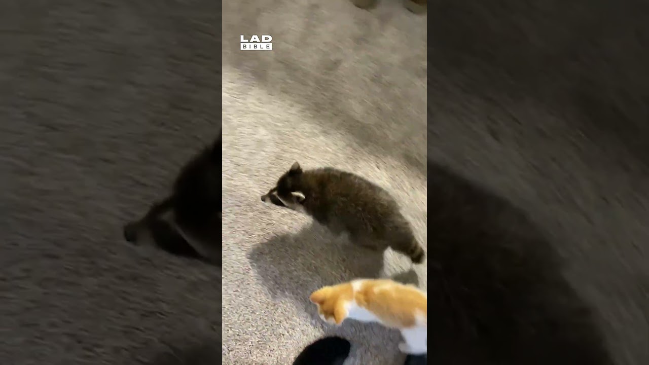 Котенок привел домой маленького друга-енота 🤣❤️ (🎥: ViralHog)