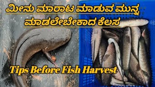 Tips Before Fish Harvesting / ಮೀನು ಮಾರಾಟ ಮಾಡುವ ಮುನ್ನ  #fishing #korameenu #aquaculture #fish #food 
