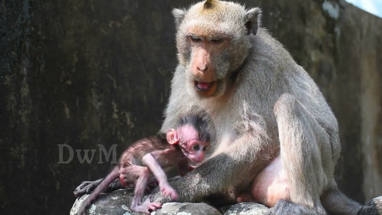 Baby monkeys get malnutrition and live with a father who has no milk