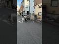 【超希少犬】年間登録0頭の大型犬を撮ってみた