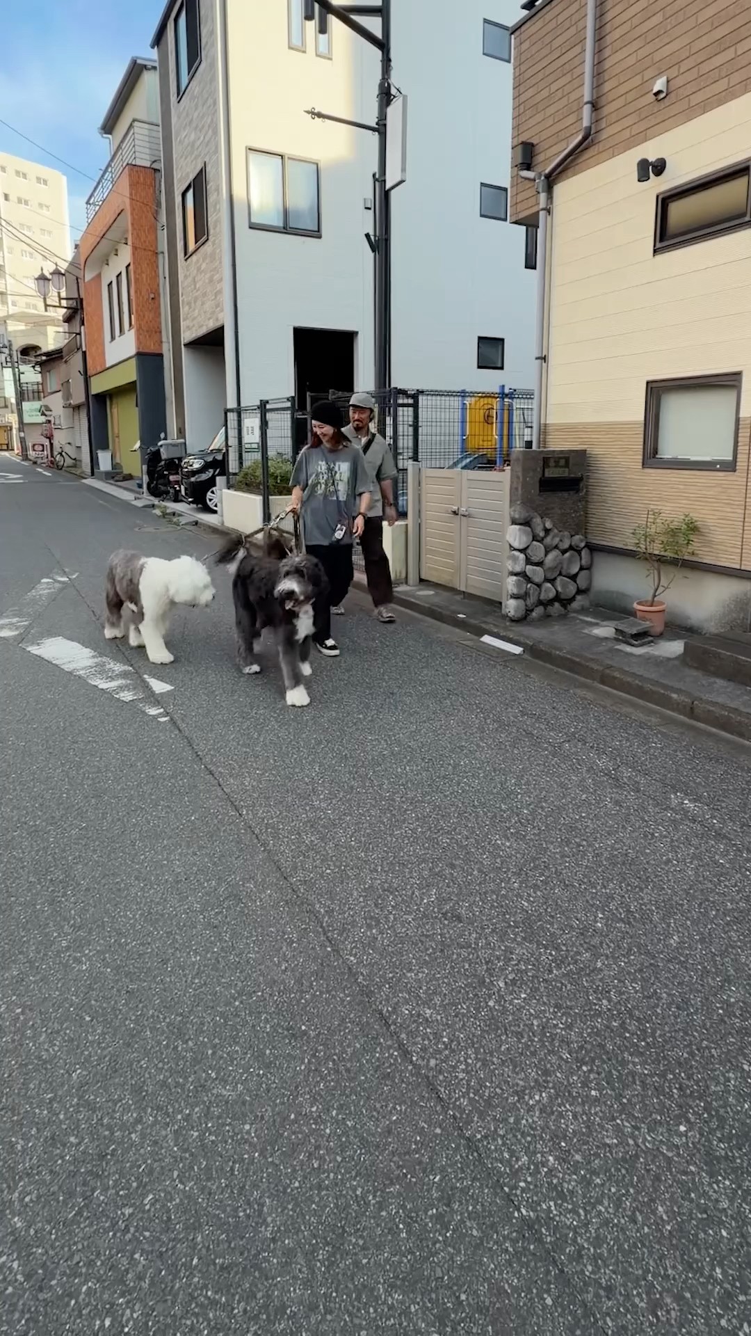さいたま犬 Ultra-Rare Dog] I Filmed a Large Breed With Zero Annual