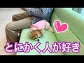 初めて会った人なのに10秒で100％心を許すチワワ　【dog】