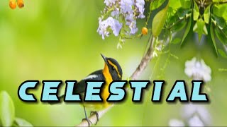Celestial #lyrics #chords  - Ed Sheeran, Pokemon